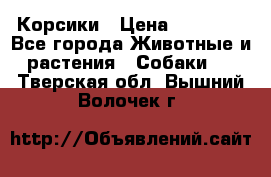 Корсики › Цена ­ 15 000 - Все города Животные и растения » Собаки   . Тверская обл.,Вышний Волочек г.